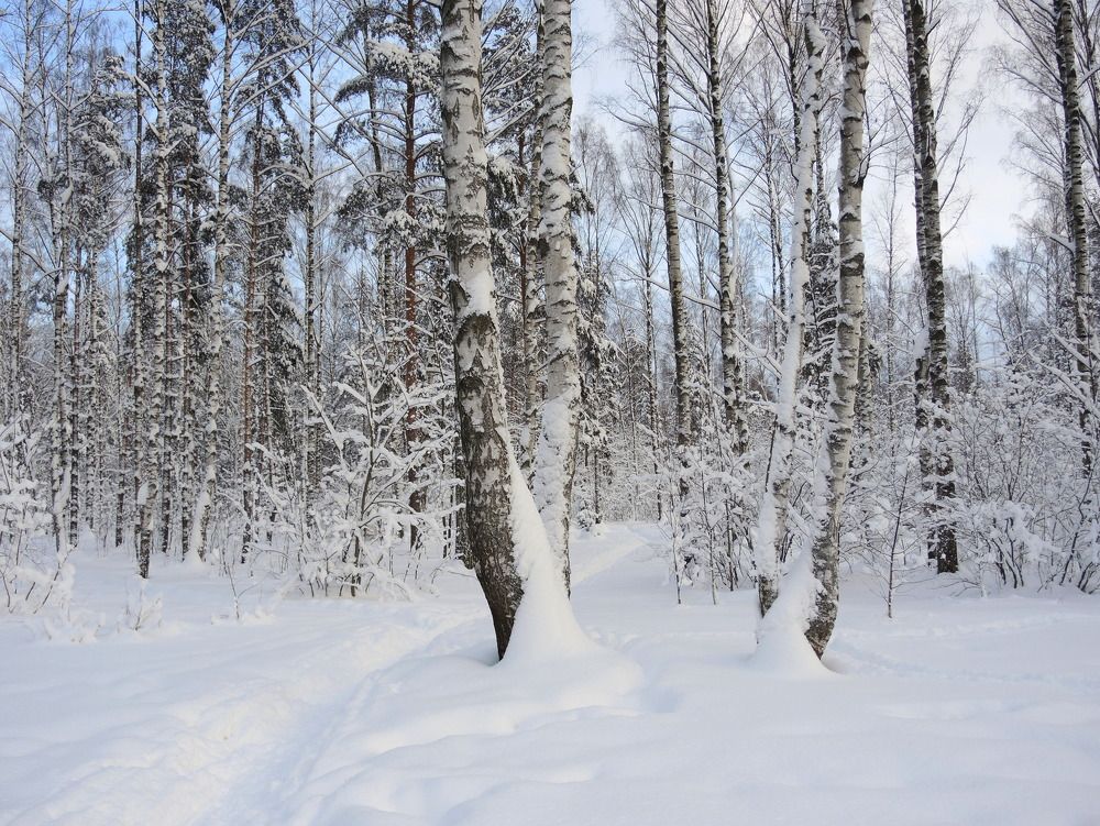 Зима в лесу