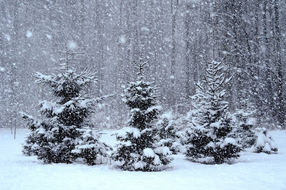 Падал прошлогодний снег