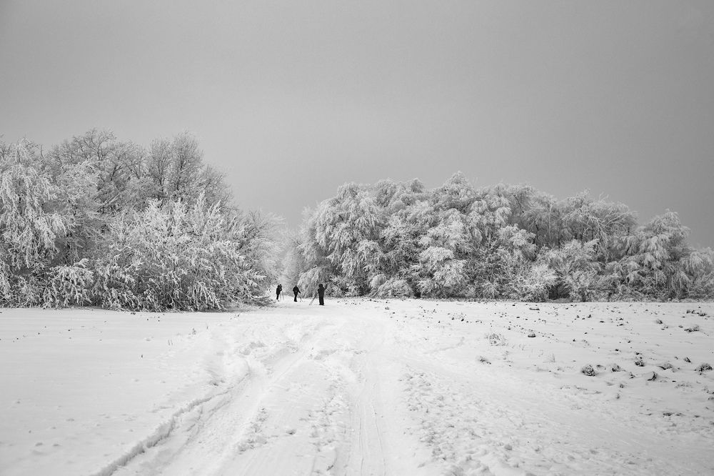 Снежное безмолвие