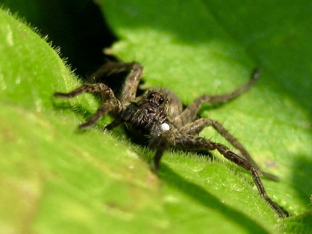Паук Скакун (Salticidae)