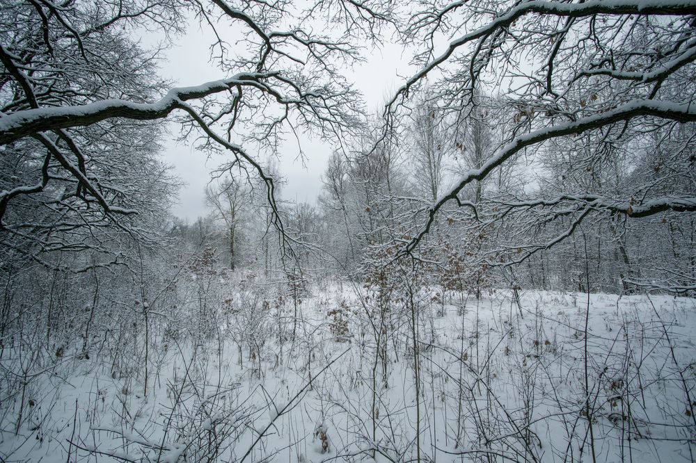 Branches of old oaks