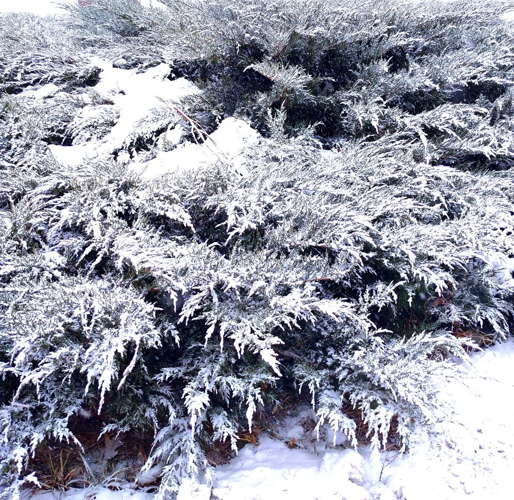 Photograph by Аркадий Пекер