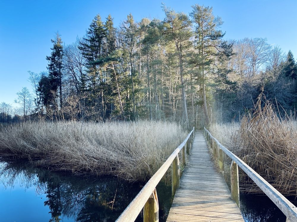 just a forest in mist