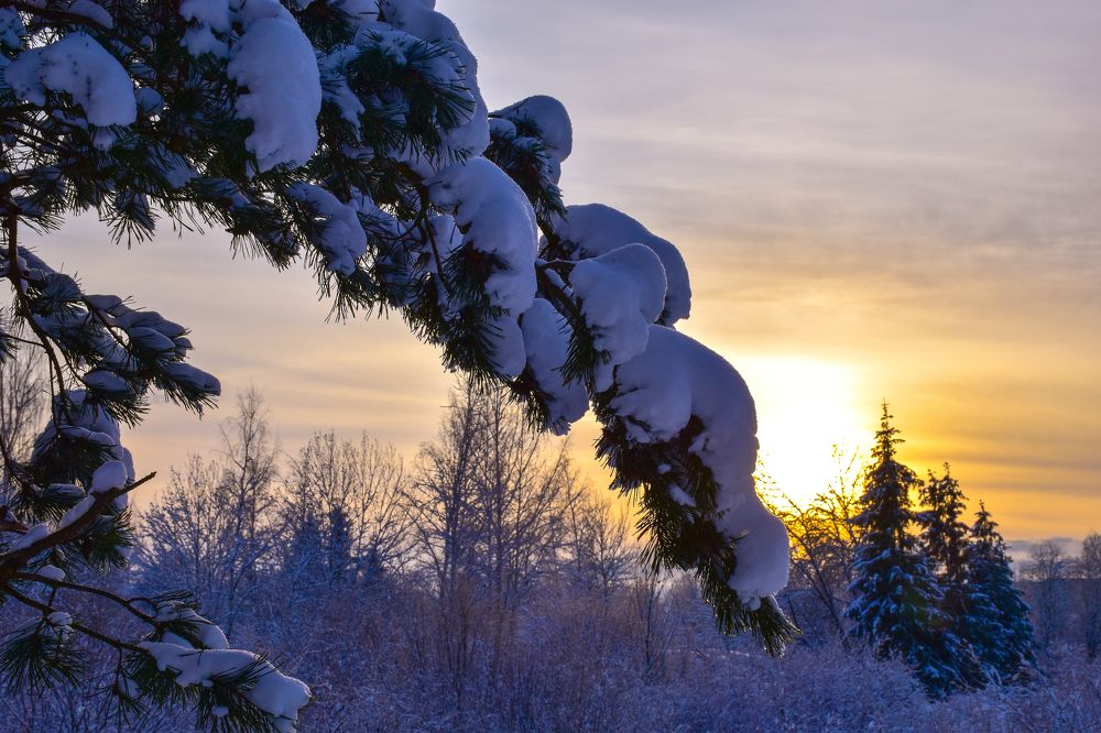 Заснеженная ветка на закате.
