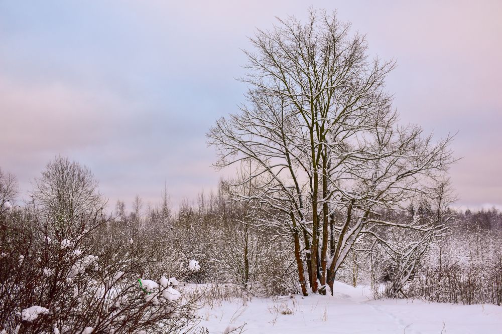 Дерево в заснеженном поле.
