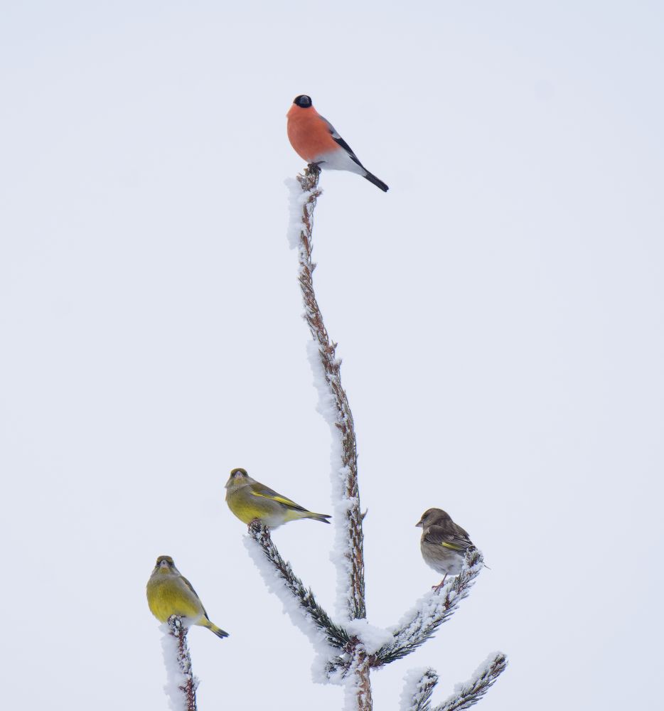 Photograph by Пётр Калачев