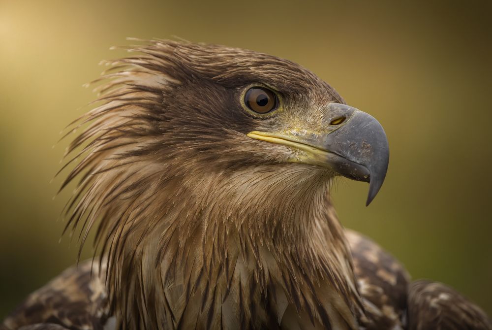 Photograph by Wojciech Sobiesiak