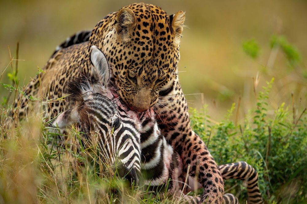 Leopard killed young zebra