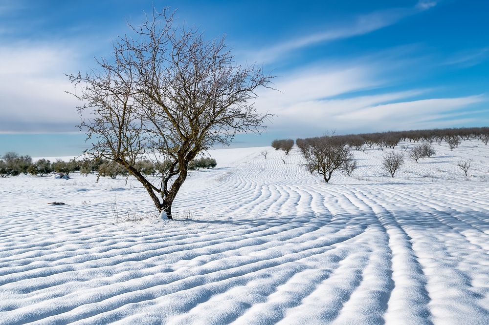 Photograph by Jesús Manzaneque