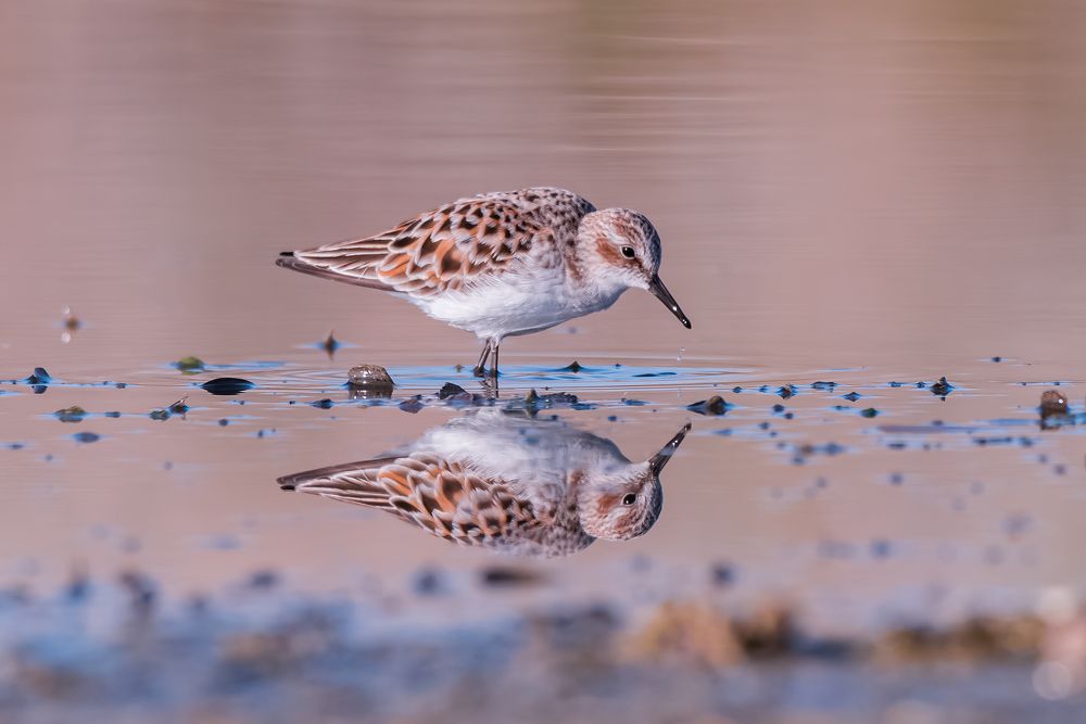 Photograph by Massimo Tamajo