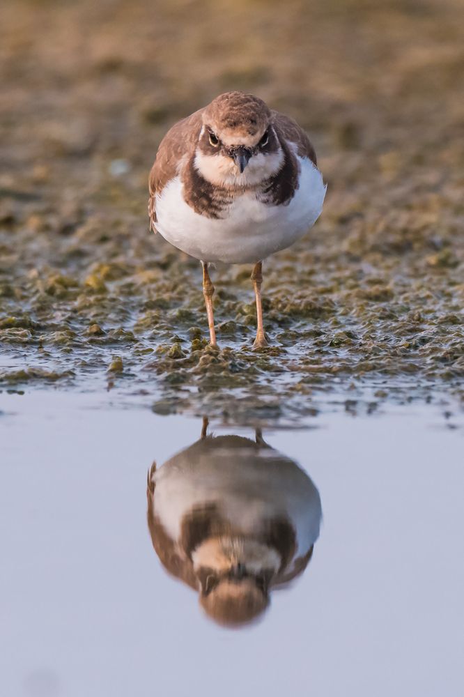 Photograph by Massimo Tamajo