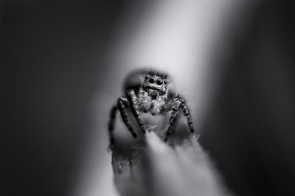 Photograph by Samir Kurtagić