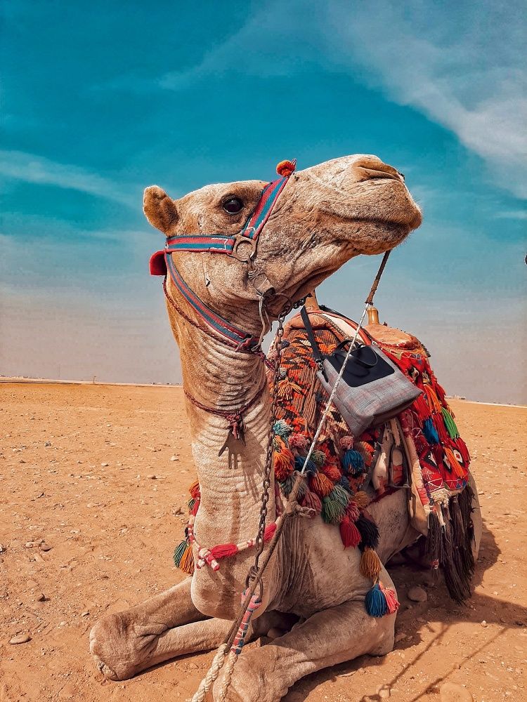 Photograph by Rahma Alm Eldin