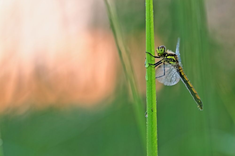 Photograph by Олег Резенов