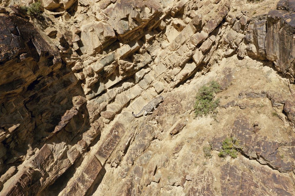 Снежный барс горы Тянь-Шаня