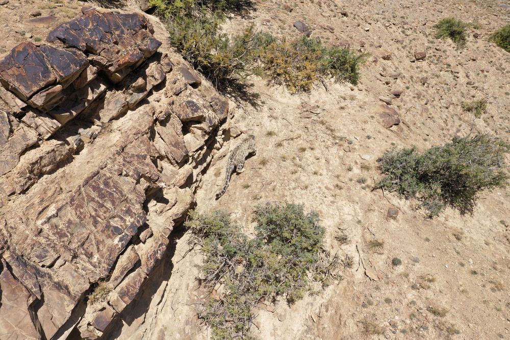 Снежный барс