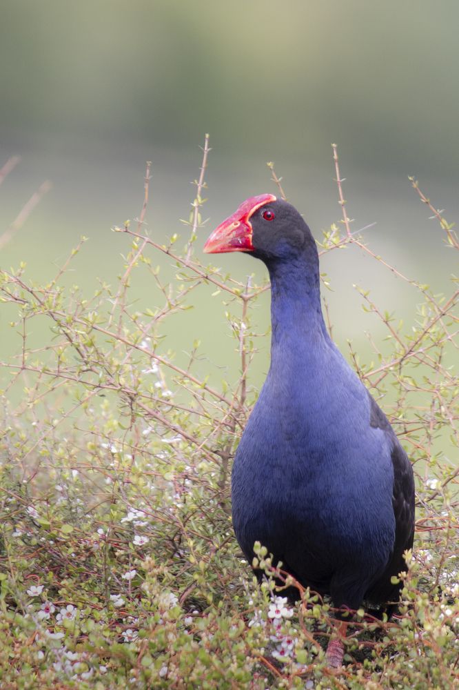 Photograph by Dilshan Bellana