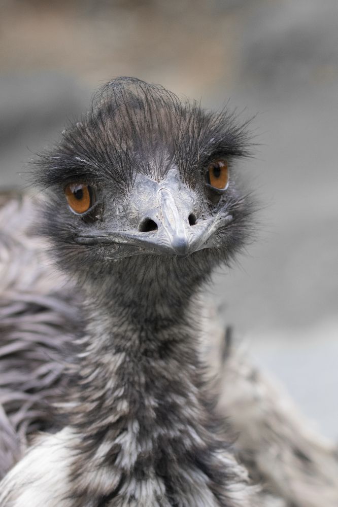 Photograph by Dilshan Bellana