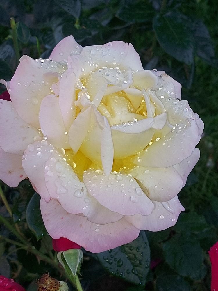 Photograph by Галина Маркова