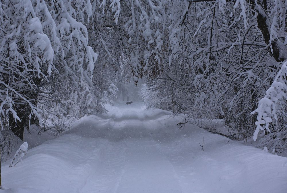 Photograph by Tatiana