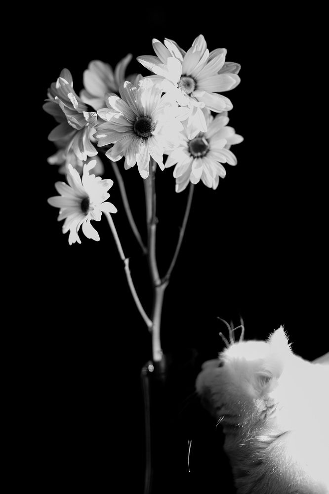 Фотография автора Александра Асаулко