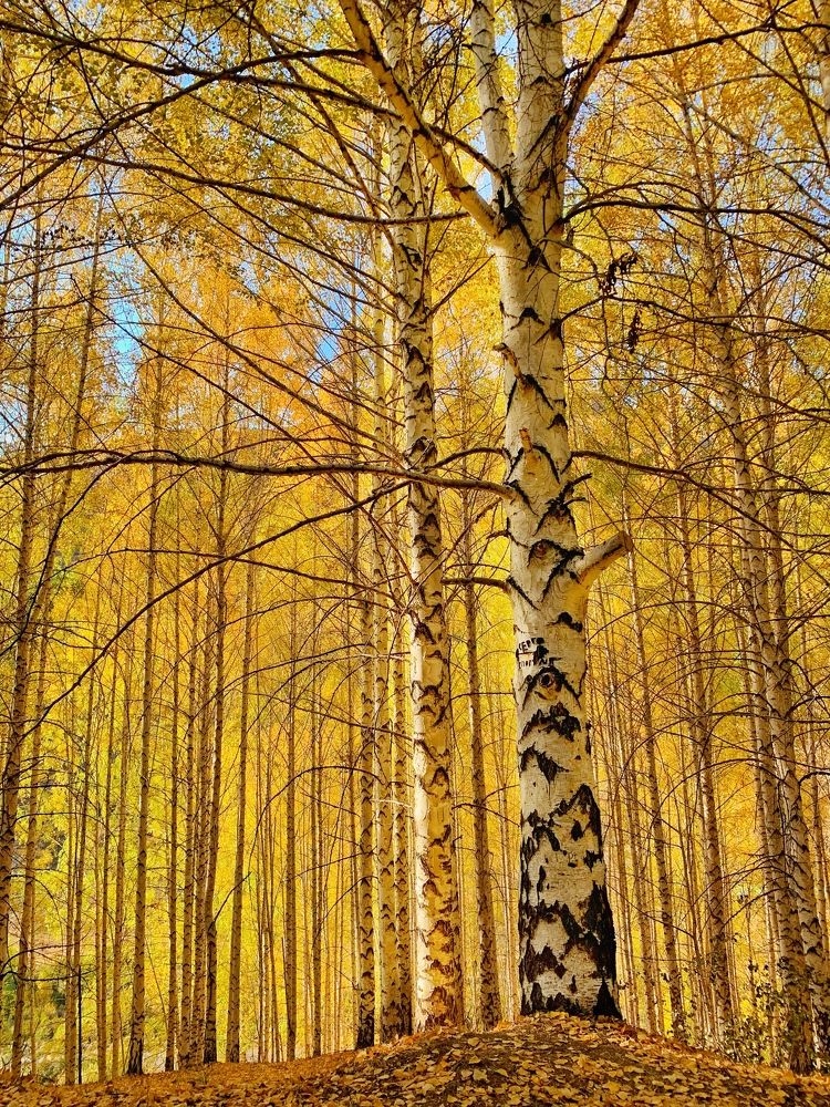 Золотая осень.