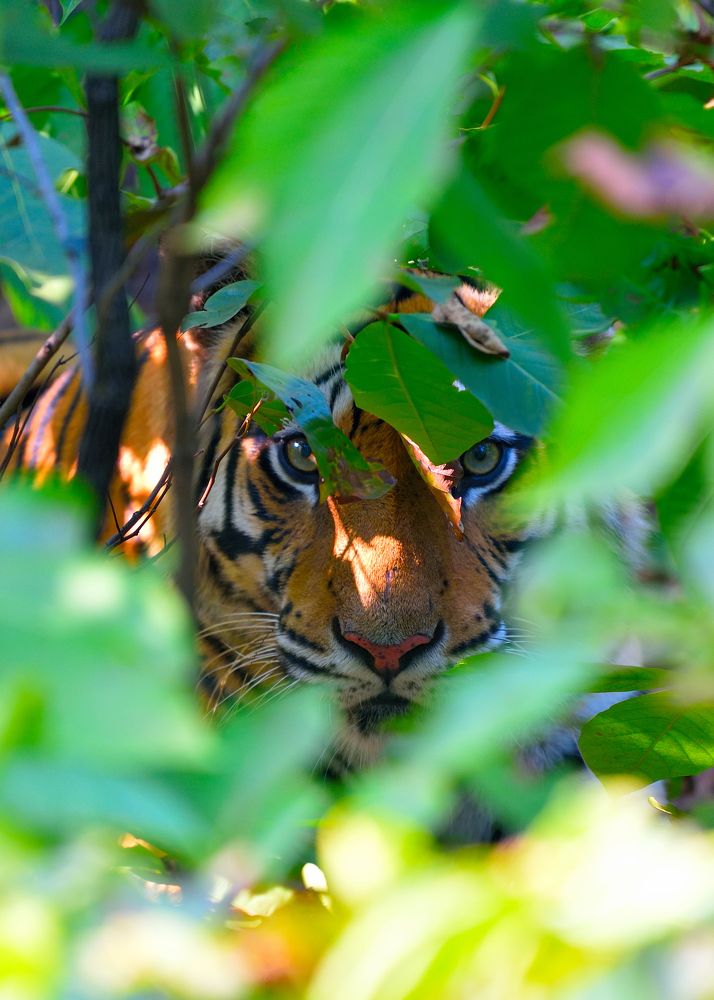 look at to eyes .......