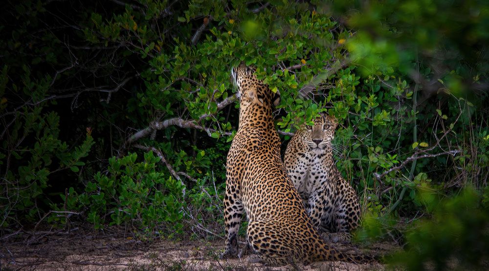 Photograph by Shenal Silva