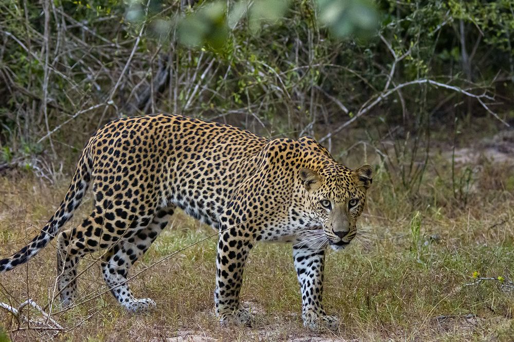 Photograph by Shenal Silva