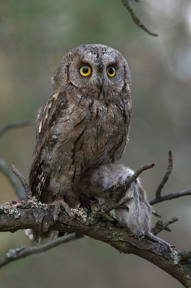 Photograph by Чернобай Анна