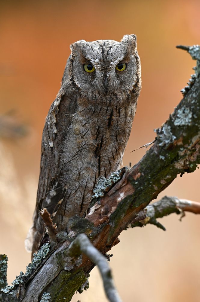 Photograph by Чернобай Анна