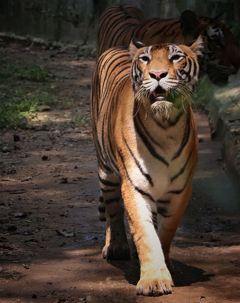 Фотография автора Subham Durgey