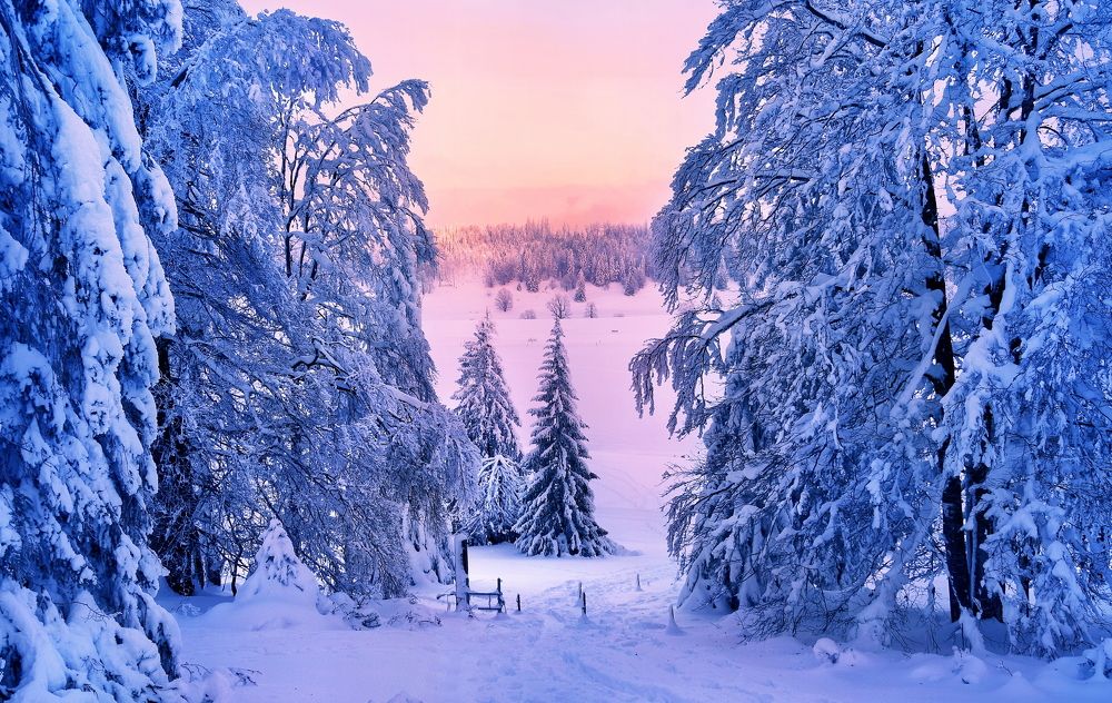 Photograph by Elena Wymann