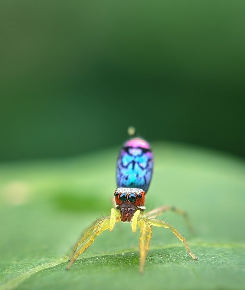 Cosmophasis spider