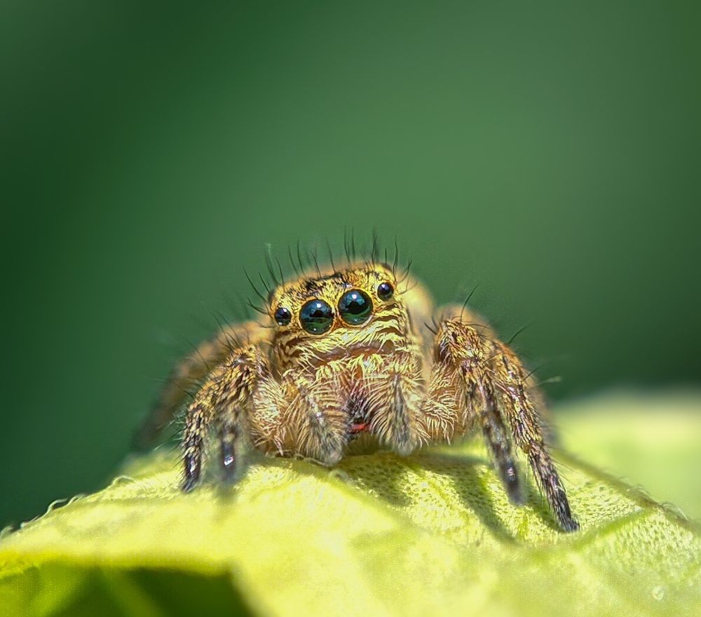Brown leaf jumping spider