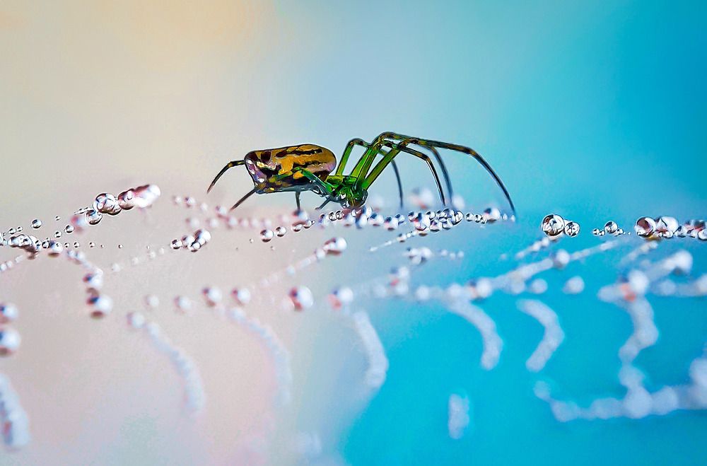A orchard spider is walking on web in winter.