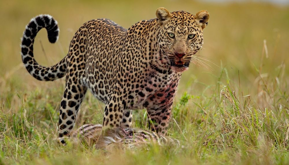 Photograph by Johan Willems