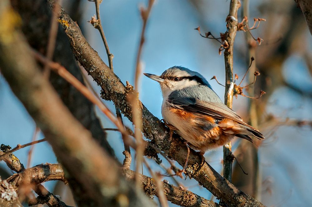Поползень на ветке/Nuthatch on a branch