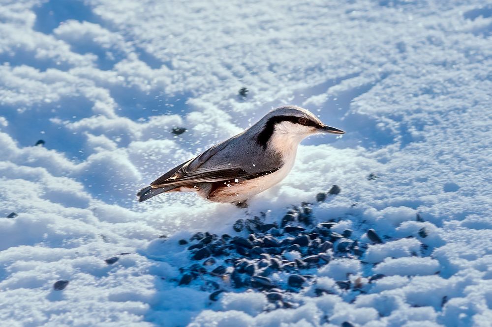 Поползень на снегу/Nuthatch on the snow