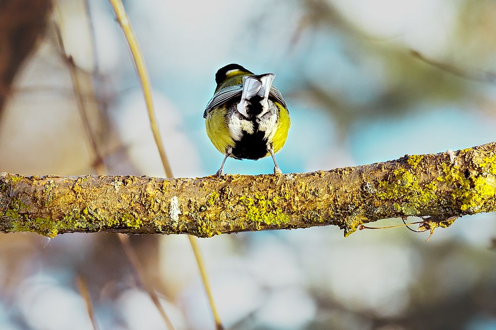 Целеустремлённость/Purposefulness