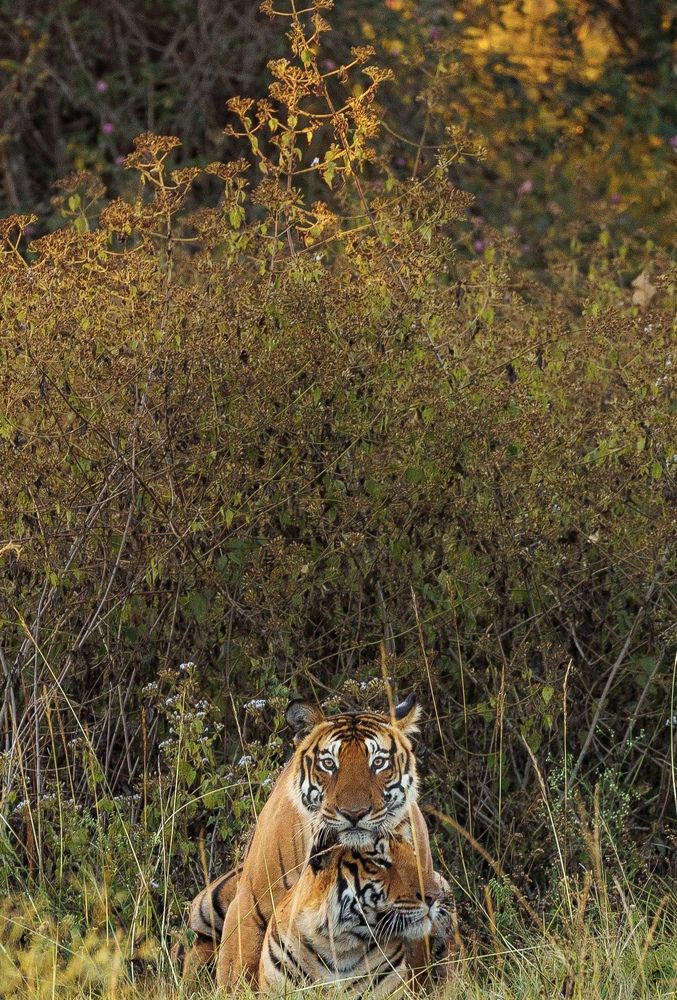 Photograph by Divya Dwaraknath