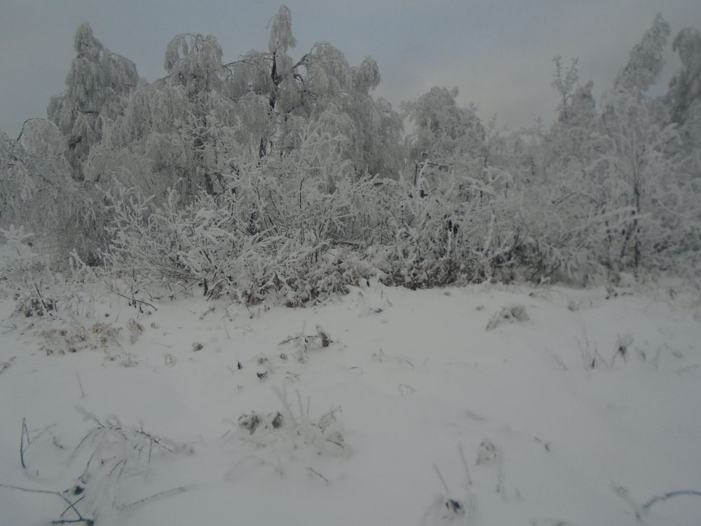 Photo #7016173