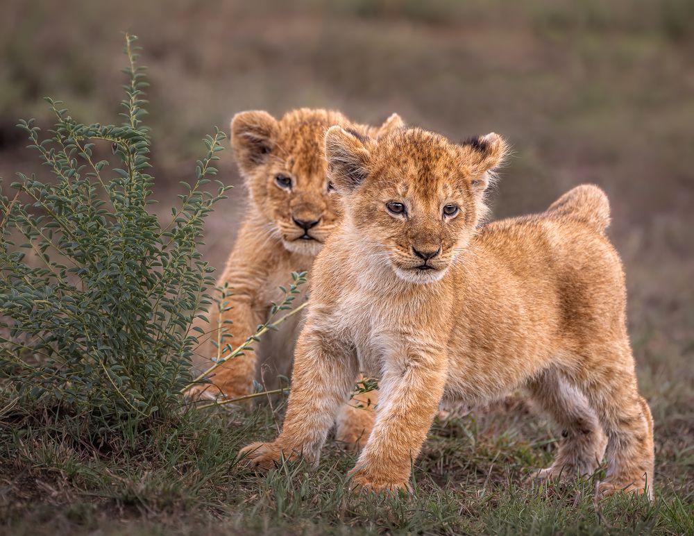Curious Cubs