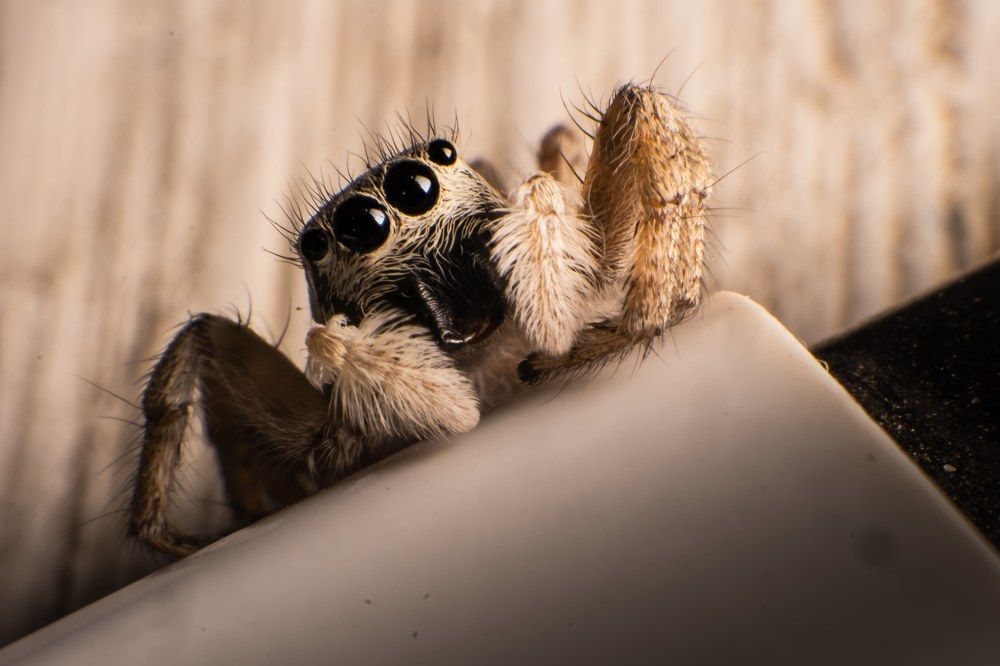 Photograph by Yassine Eljebbouri