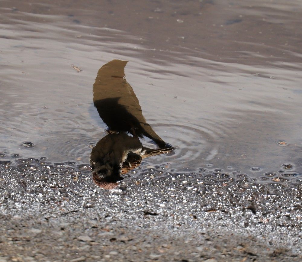 Photograph by Дарья Дрыночкина