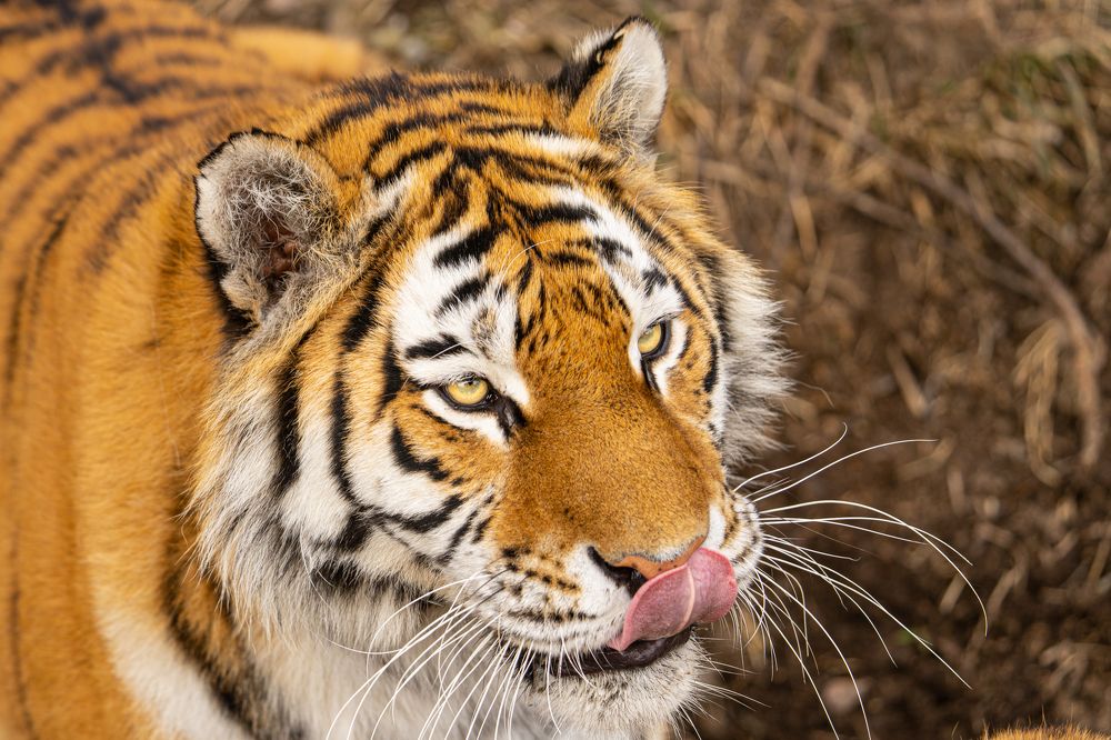 Амурский тигр