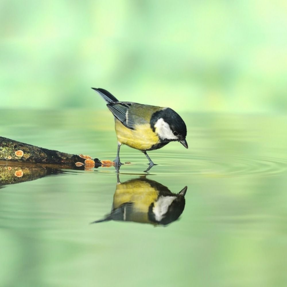 Photograph by Mohammad mahdi Mansouri