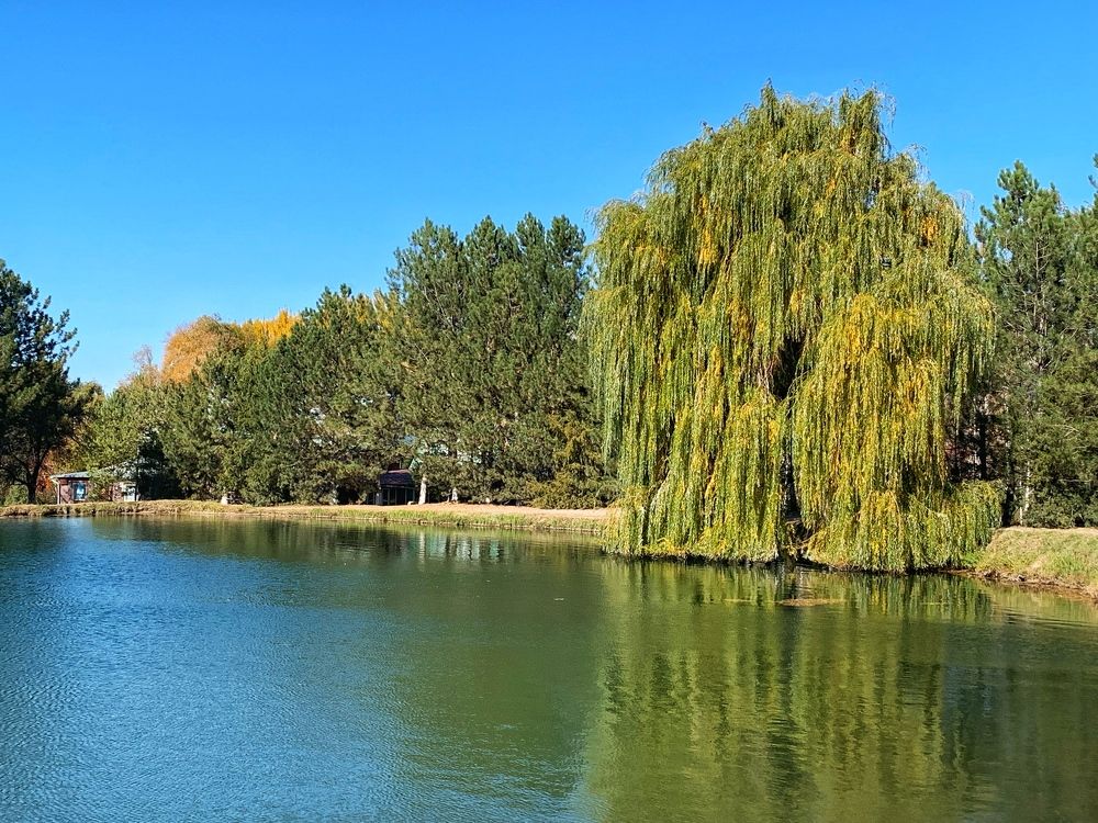 Плакучая ива