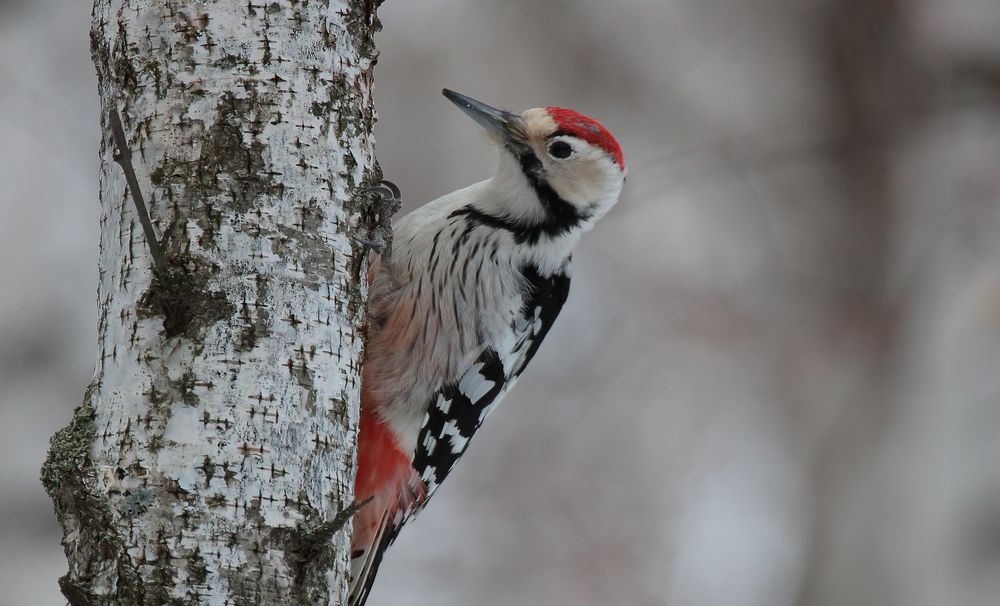 Photograph by Maksim Malkin