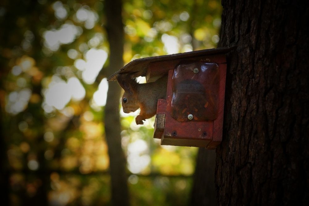 Забавная белка